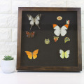 High quality 10*10 3D deep black velvet back Butterfly Taxidermy Wooden shadow box photo Frame